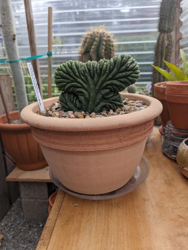 Customer photo review of Crested San Pedro Cactus | Trichocereus pachanoi cristata