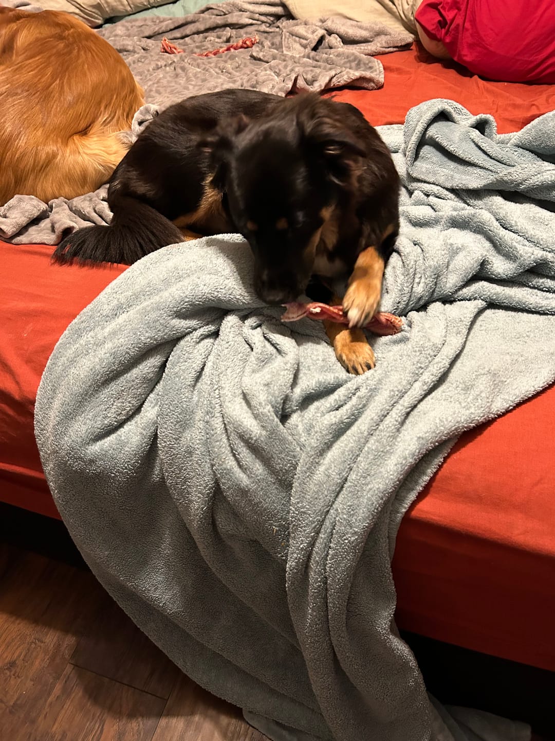 Customer photo review of 12 Inch Standard Braided Bully Stick