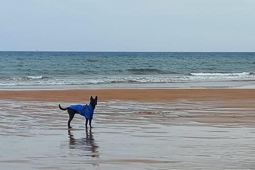 Customer photo review of Verano - Lightweight Waterproof Dog Coat with Built in Harness