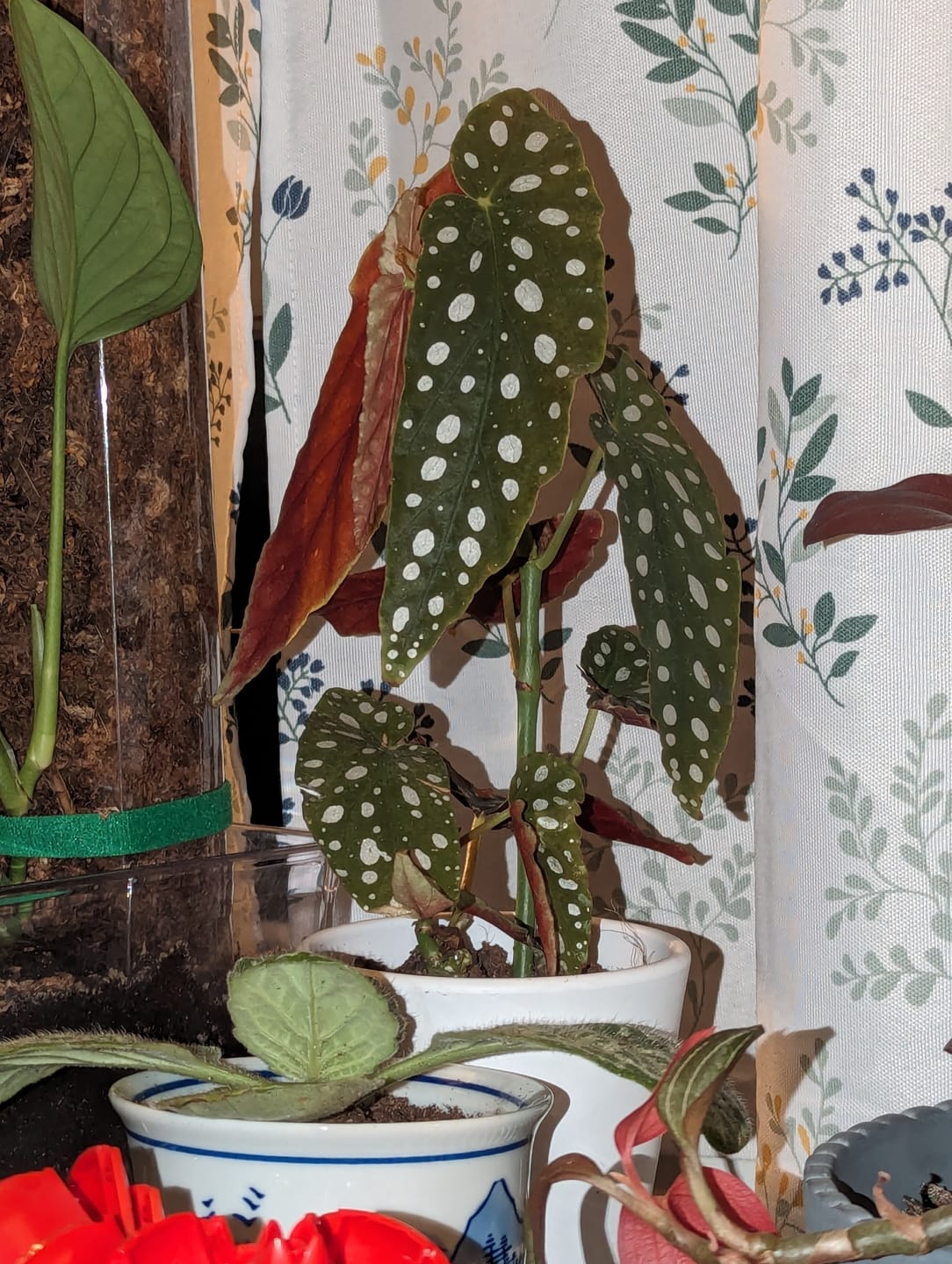 Customer photo review of Begonia maculata