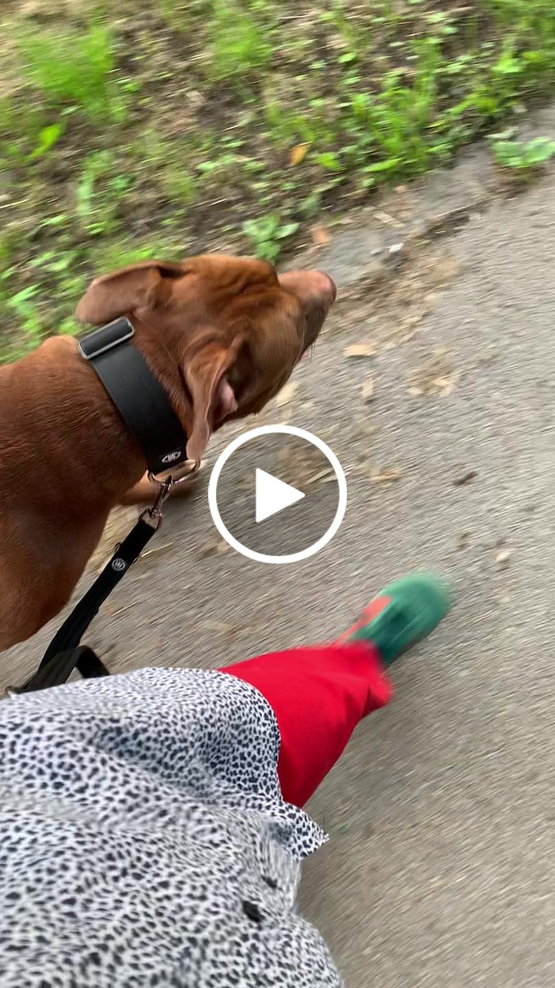 Customer video review of Double Ended Training Leash | All Breeds - Durable & Soft 2m Leash - Black