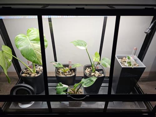 Customer photo review of HPE - Hesi Houseplant Elixir