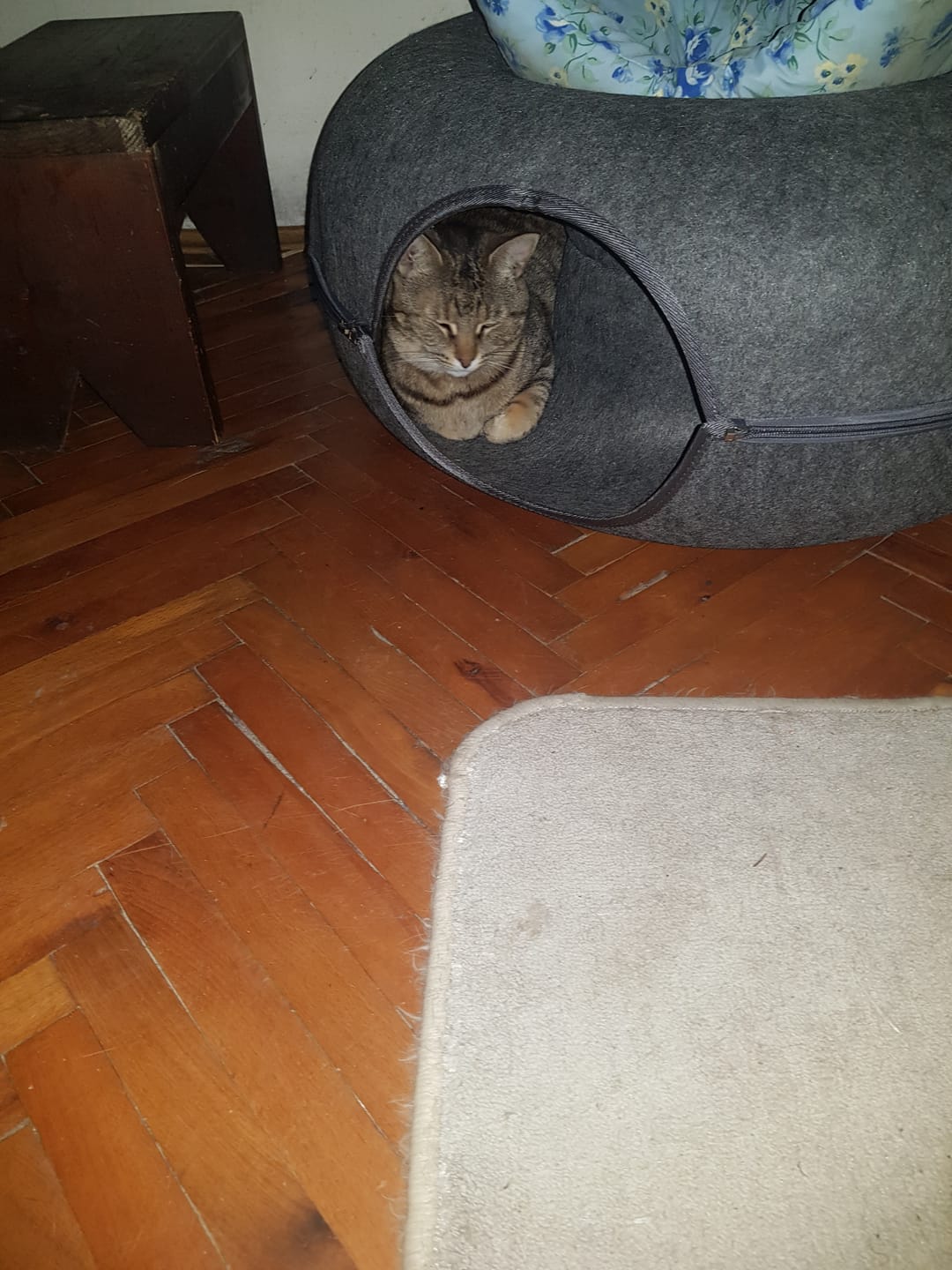 Customer photo review of Tunel Krevet za Mačke