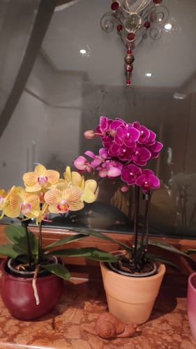 Customer photo review of Table Dance Orchideen Farbmix mit 2+ Stielen im 6er Set