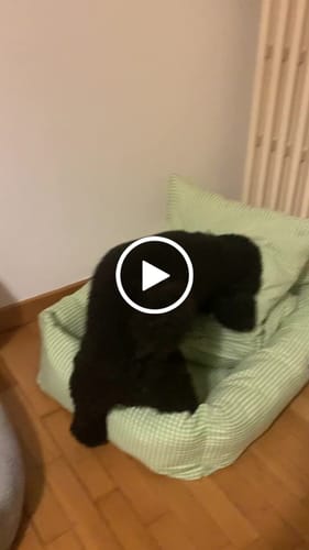 Customer video review of Divanetto Vichy Verde Chiaro