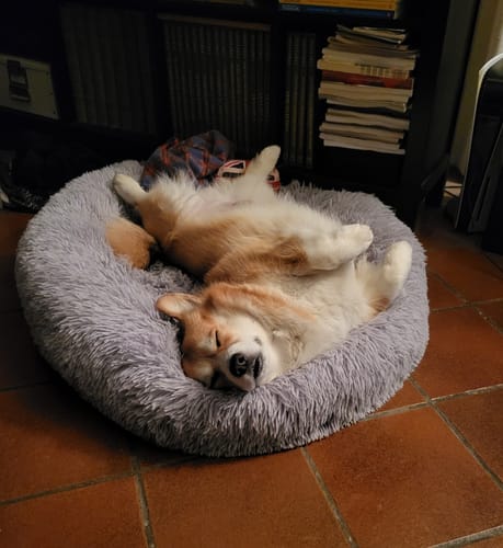 Customer photo review of Cuccia Sfoderabile Antistress Per Cani e Gatti - SuperCucciolo®