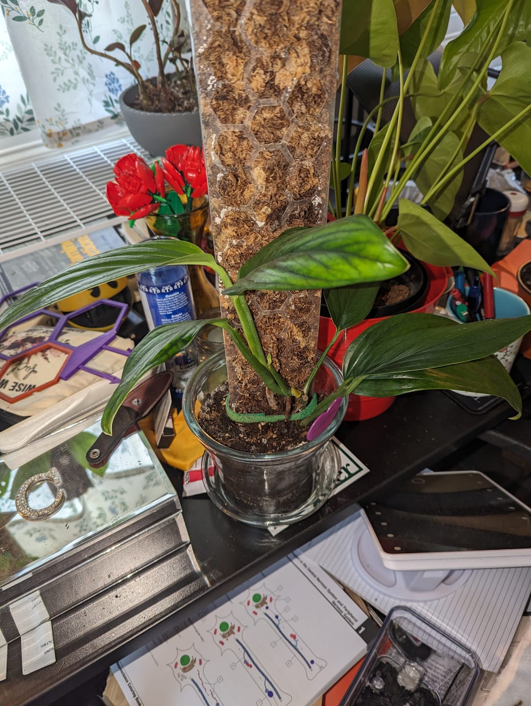 Customer photo review of Monstera aureopinnata