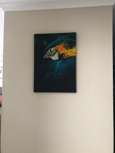 Customer photo review of Slumbering Macaw