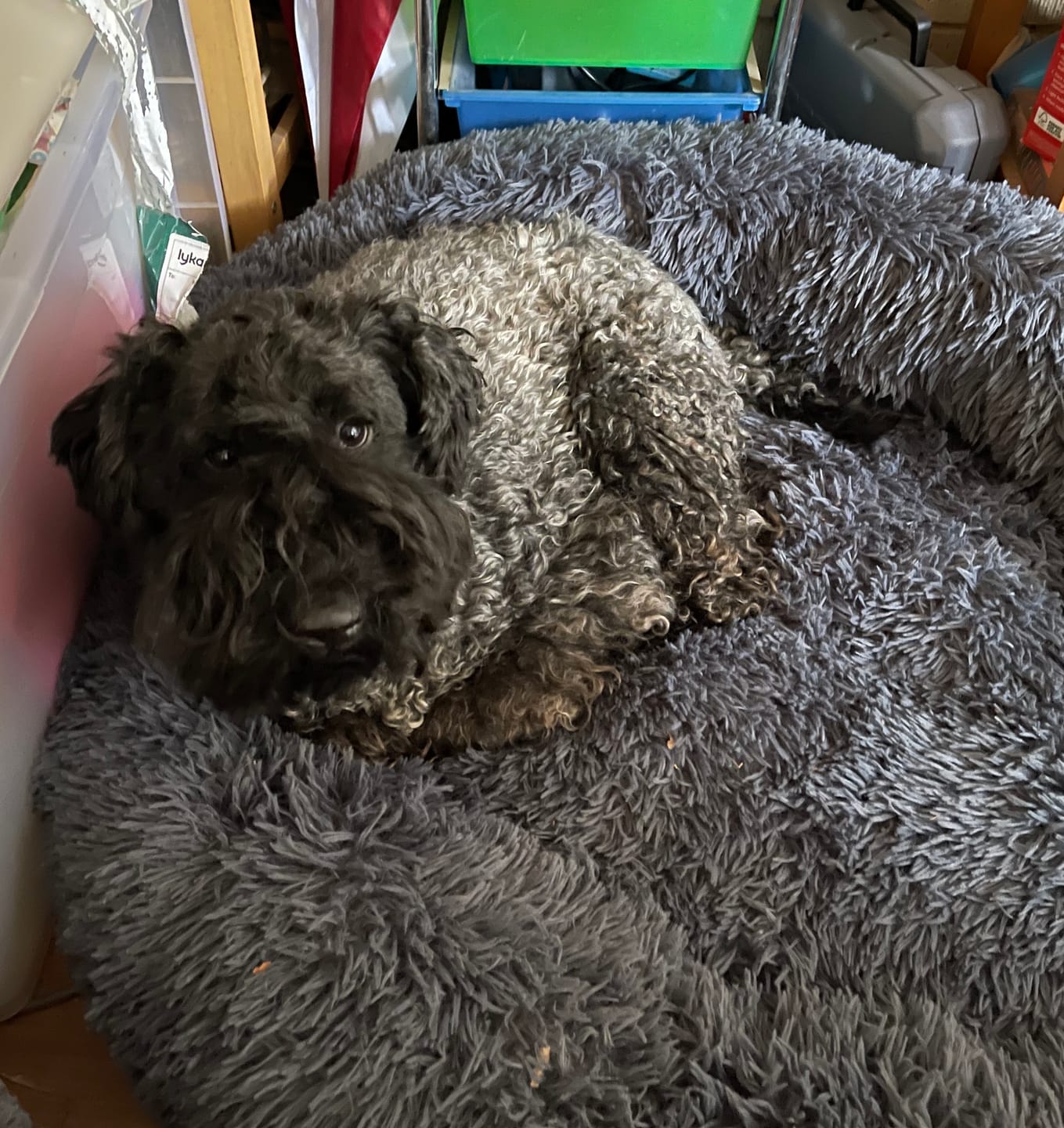 Customer photo review of Calming Dog Bed