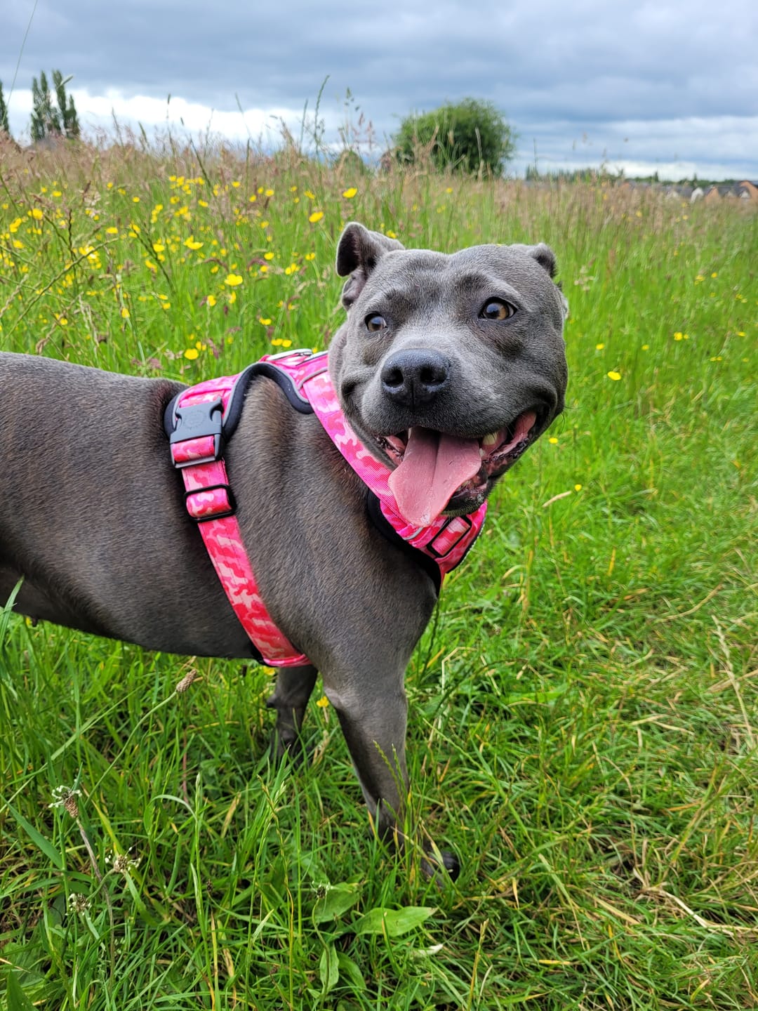 Customer photo review of Premium Comfort Harness | Non Restrictive & Adjustable - Bubblegum v2.0
