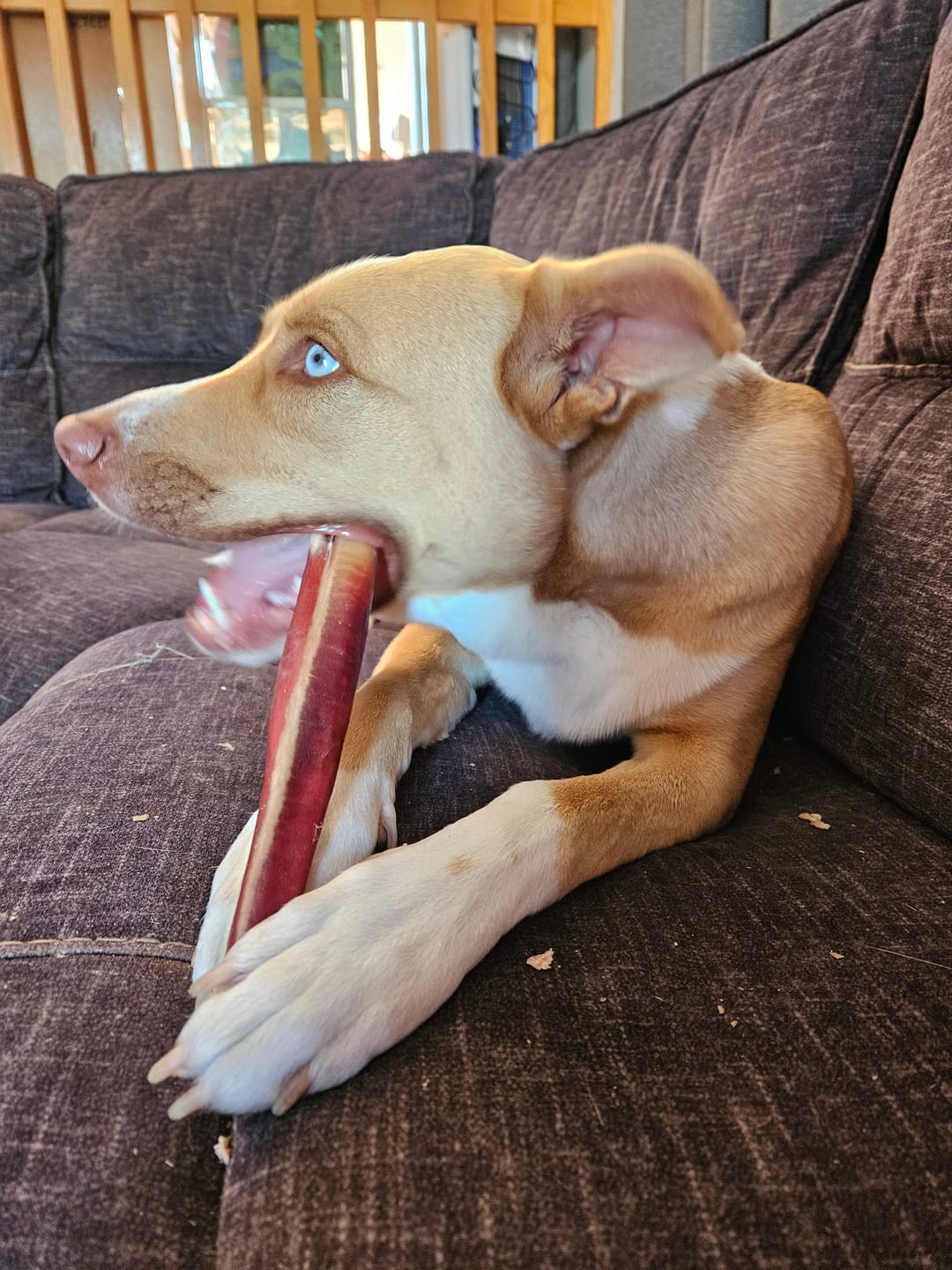 Customer photo review of 12 Inch Mega Monster Bully Stick (LIMITED)