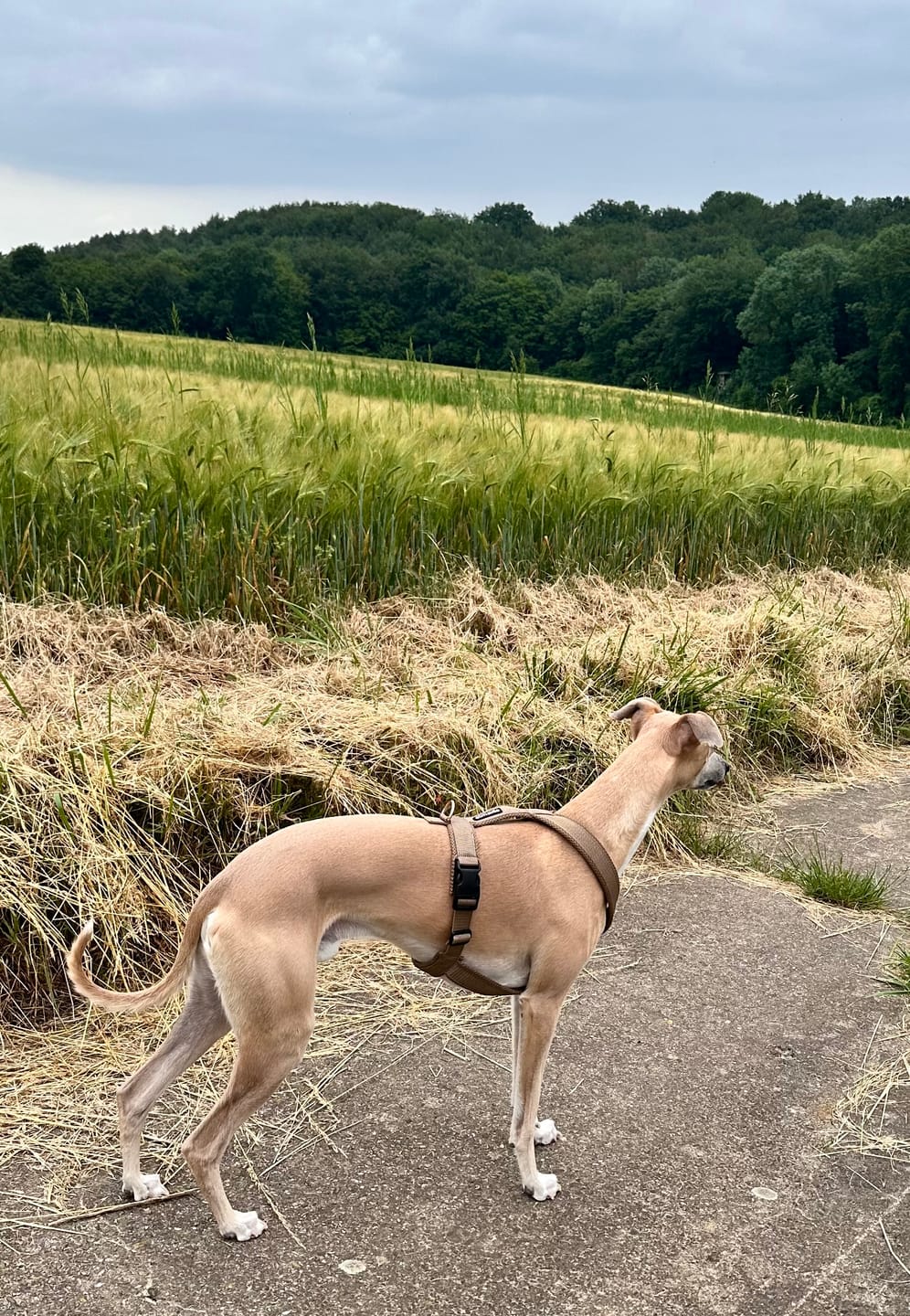 Customer photo review of Hundegeschirr FUN "Golden Sand"