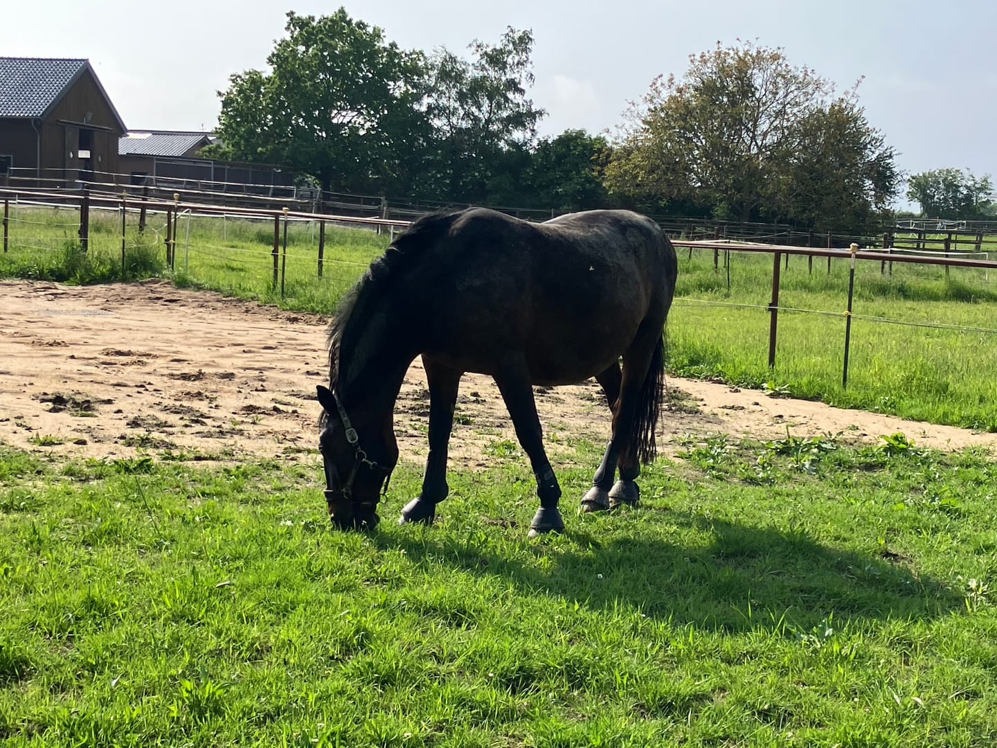 Customer photo review of Allergietest Plus Pferd