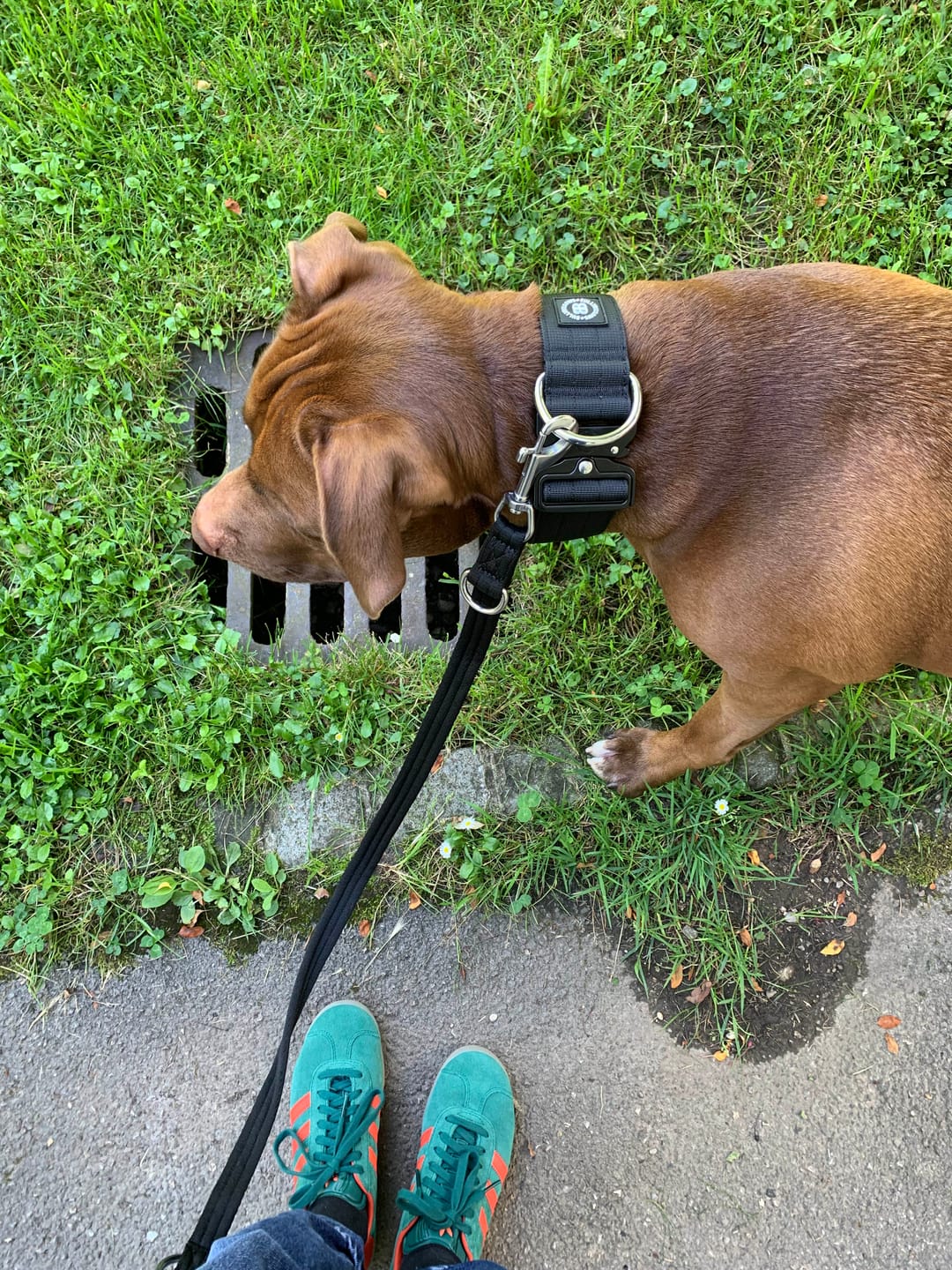 Customer photo review of 5cm Combat® Collar | Rated Clip - NO HANDLE - Black v2.0
