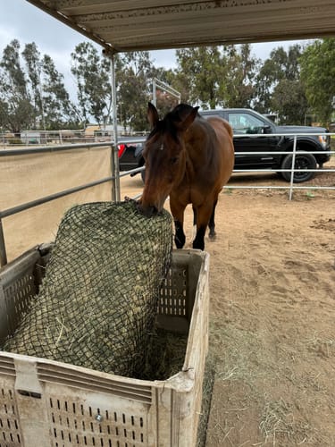 Customer photo review of Hay Chix® 3-Strand Bale Net (West Coast Net)