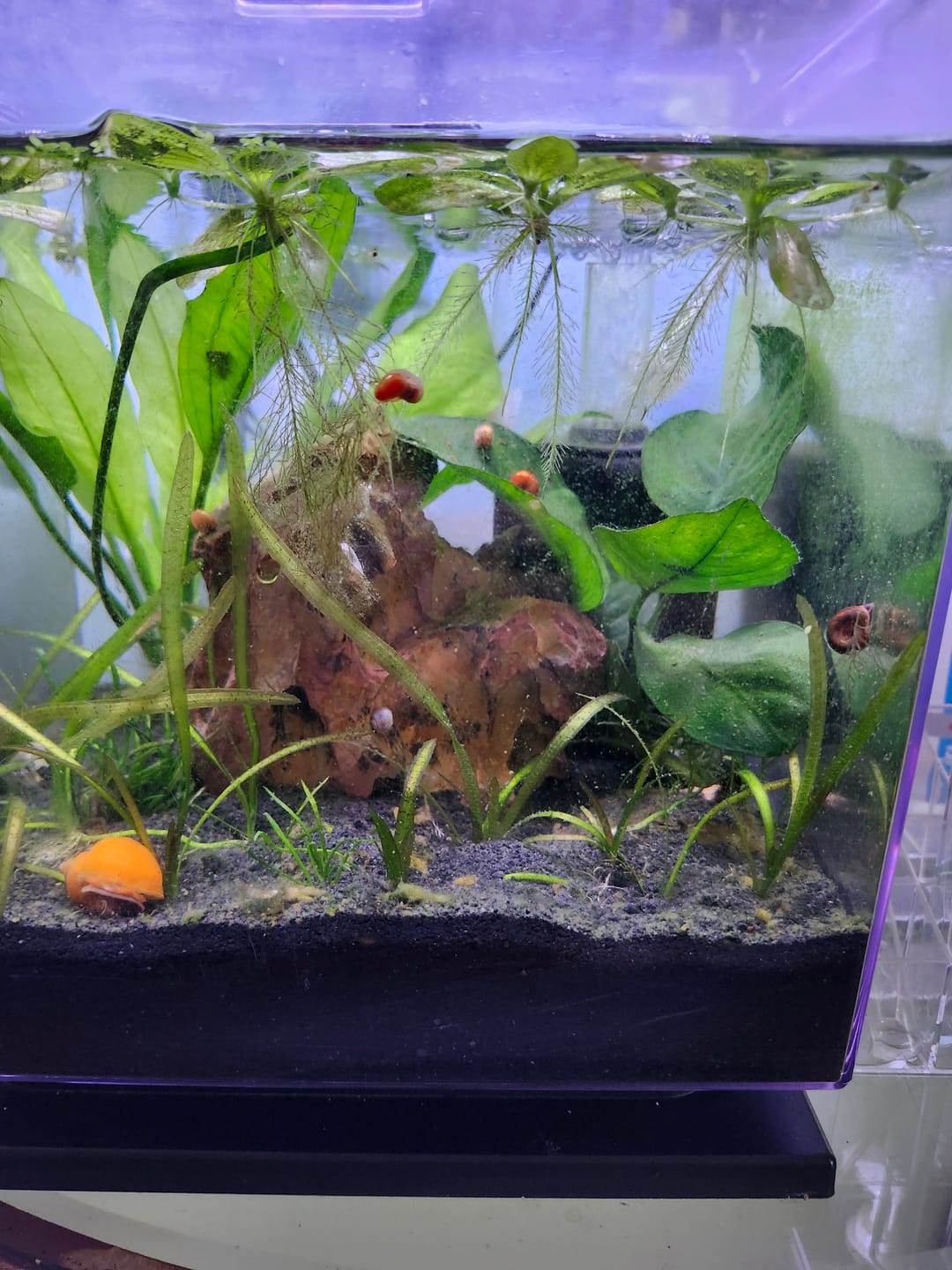 Customer photo review of RAMSHORN SNAILS (ASSORTED BLUE, PINK,GREY,GOLD)