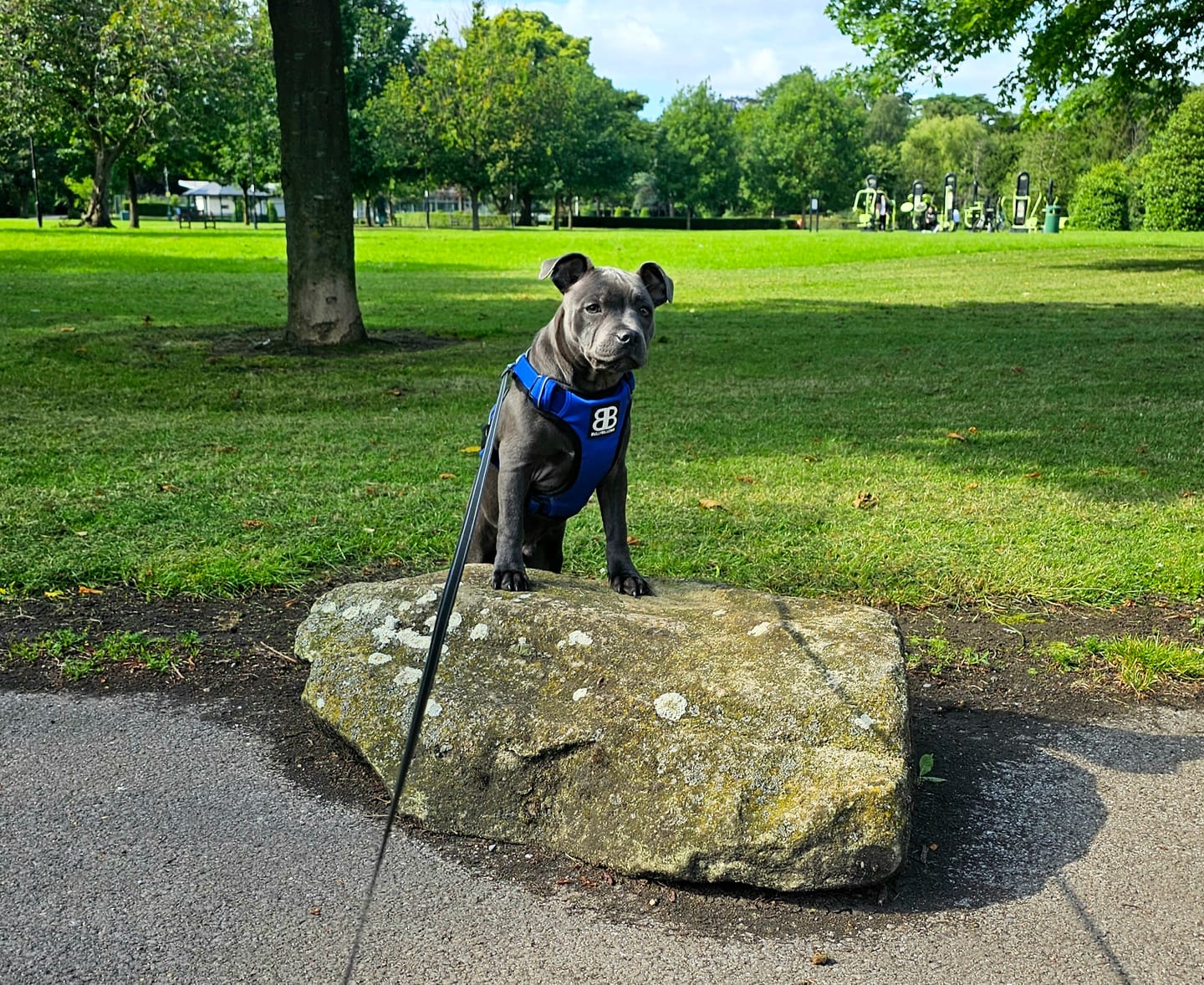 Customer photo review of Premium Comfort Harness | Non Restrictive & Adjustable - Blue v2.0