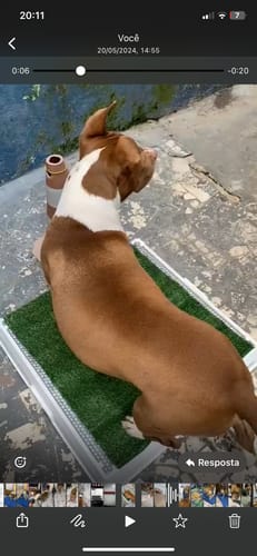 Customer photo review of Weasy Cão