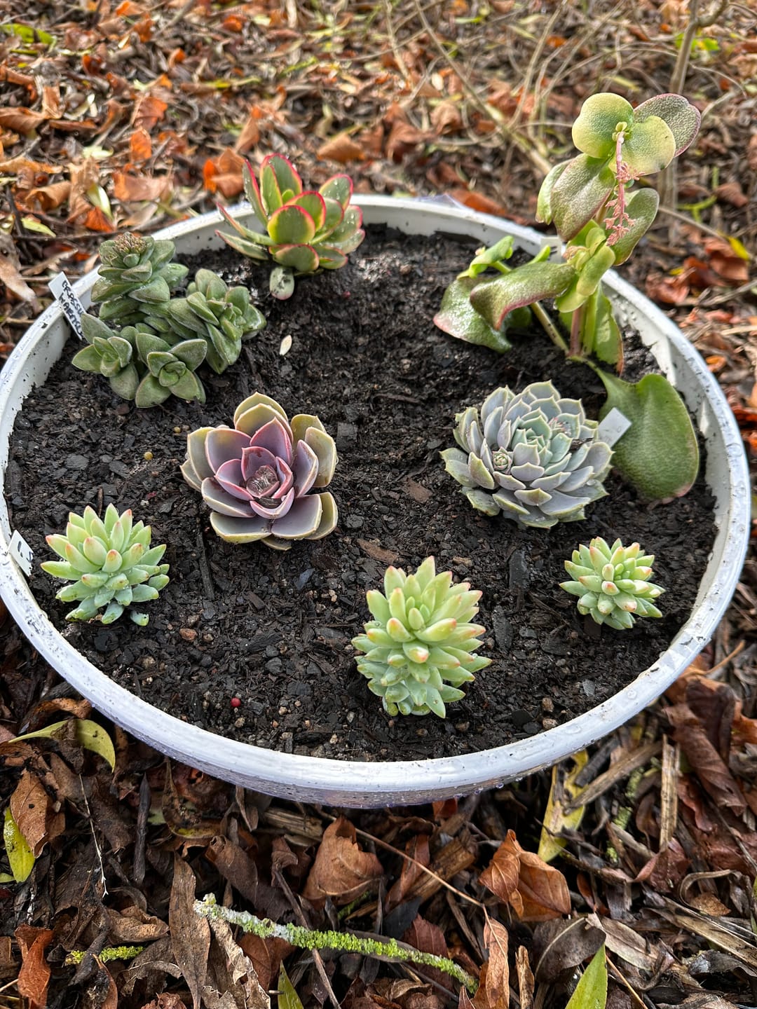 Customer photo review of Crassula 'Warmsley Blue'