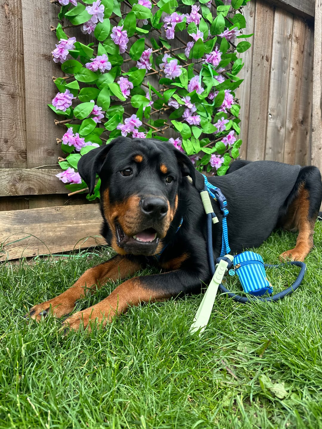 Customer photo review of Disney© Tough Trails™ Harness - Simba