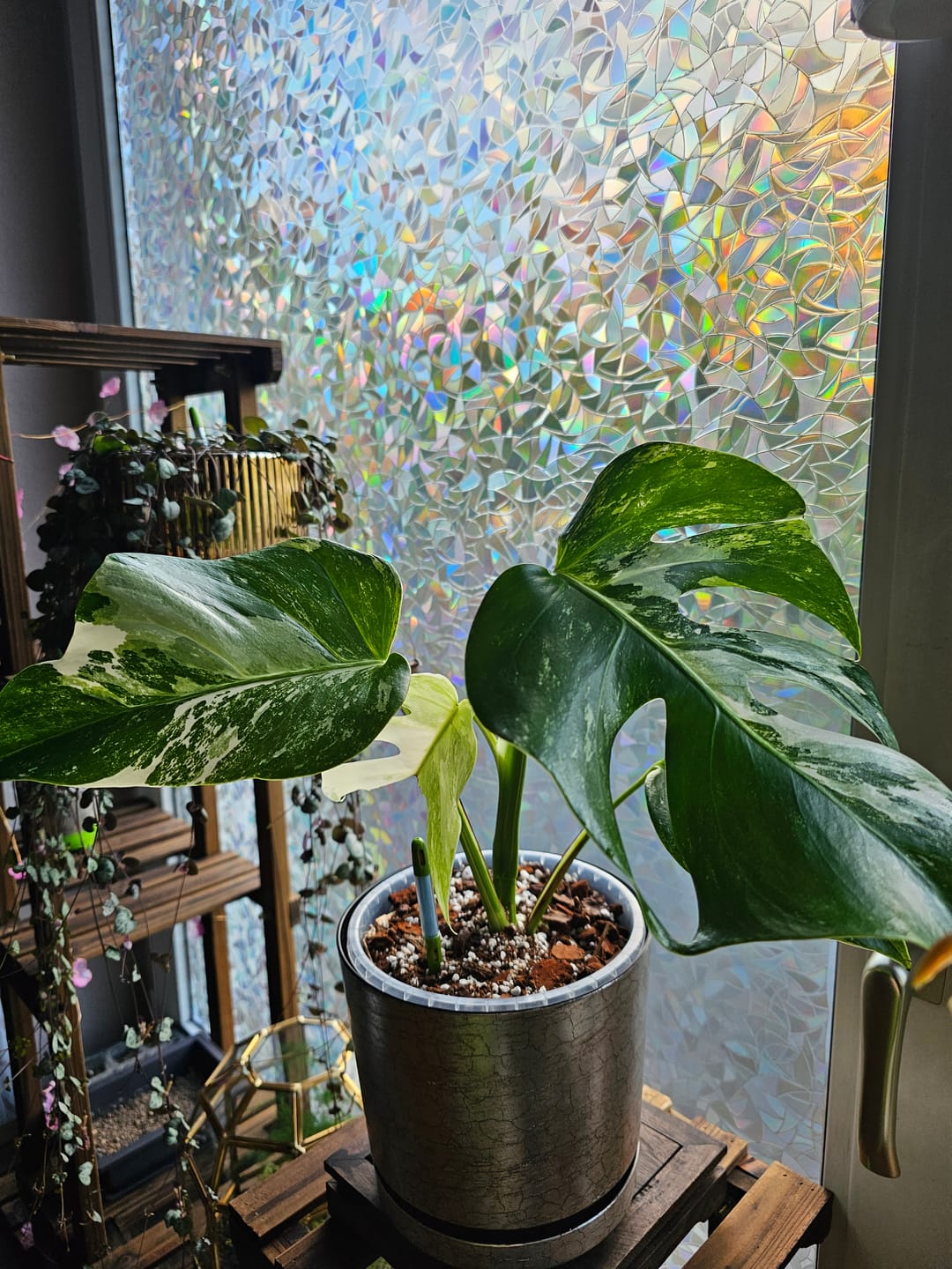 Customer photo review of MONSTERA DELICIOSA VARIEGATA