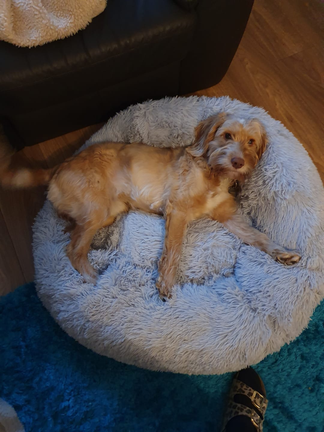 Customer photo review of Calming Dog Bed