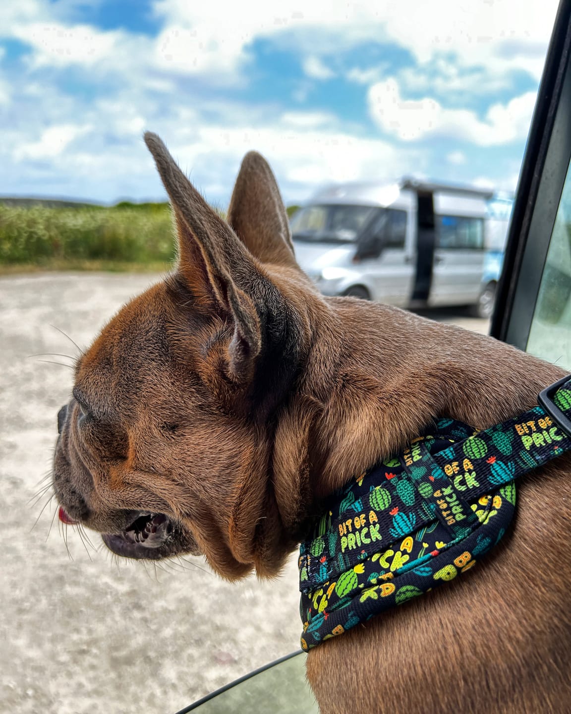 Customer photo review of Bit of a prick harness