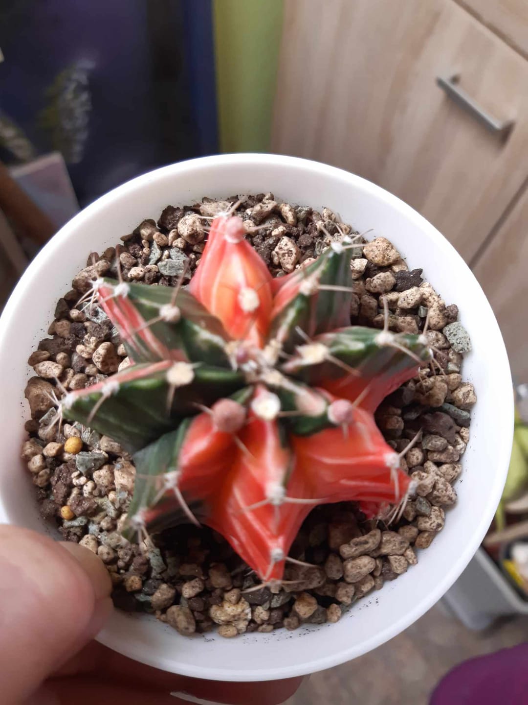 Customer photo review of Gymnocalycium Mihanovichii Variegata (Kaktus)