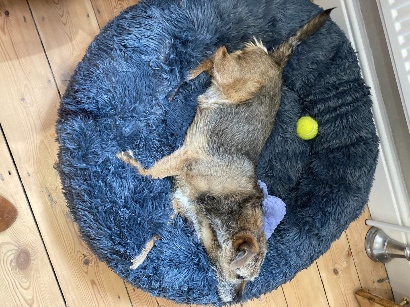 Customer photo review of Calming Dog Bed