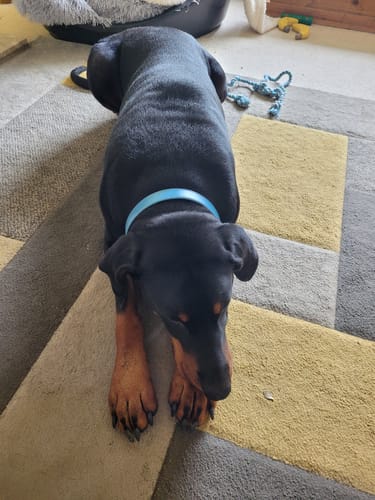Customer photo review of Vegan Leather Dog Collar - Carolina Blue