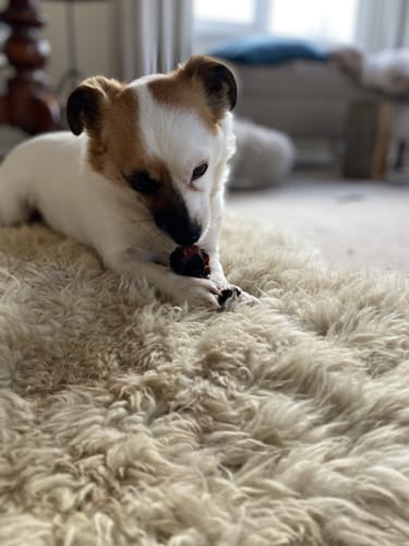 Customer photo review of Kangaroo Tendons - Natural Dental Chews!