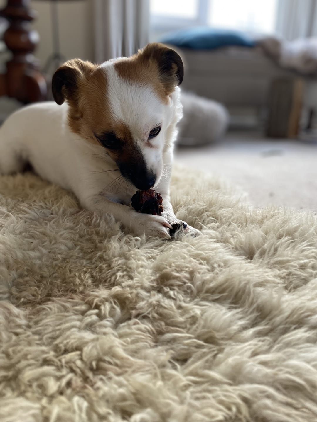 Customer photo review of Kangaroo Tendons - Natural Dental Chews!