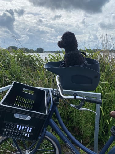 Customer photo review of Kvisp Dog Bike Carrier