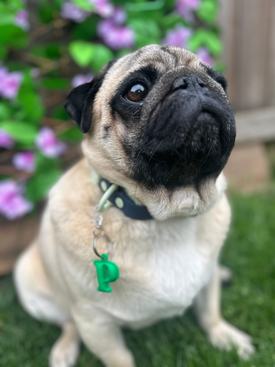 Customer photo review of Disney© Waterproof Collar - Simba