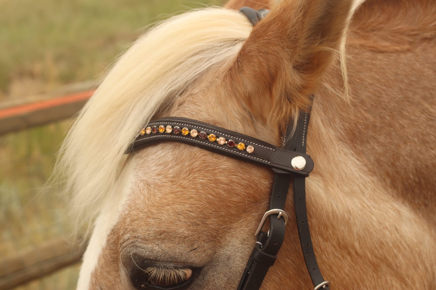 Customer photo review of Western Charm Snap-Out Browband
