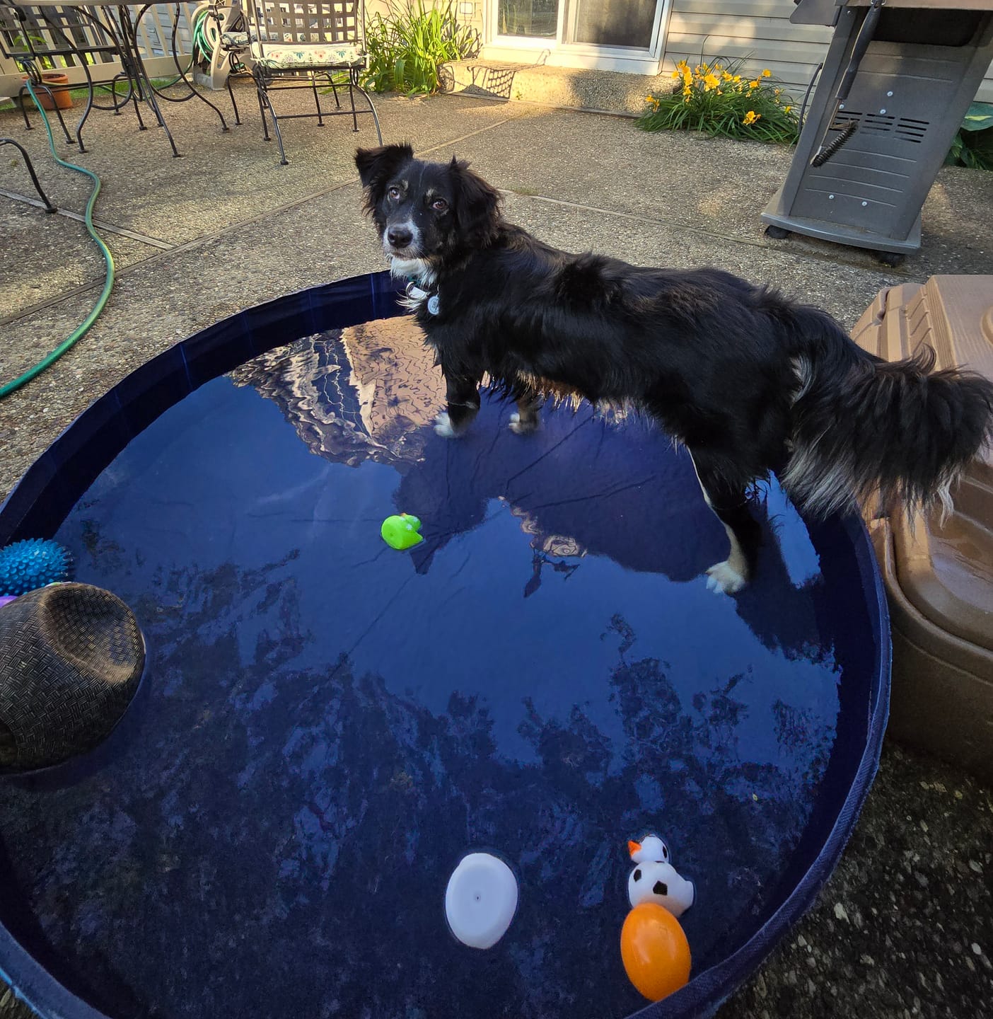 Customer photo review of NEW Pop-Up Foldable Outdoor Dog Bath & Swimming Pool With Side Drain (+FREE POOL COVER!)