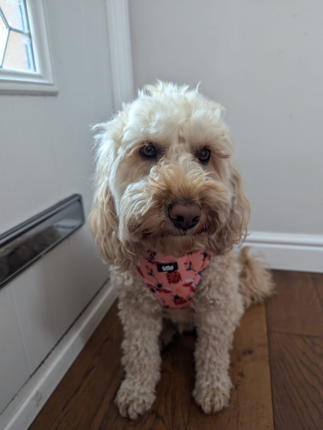 Customer photo review of Adjustable Dog Harness - Snug As A Lady Bug