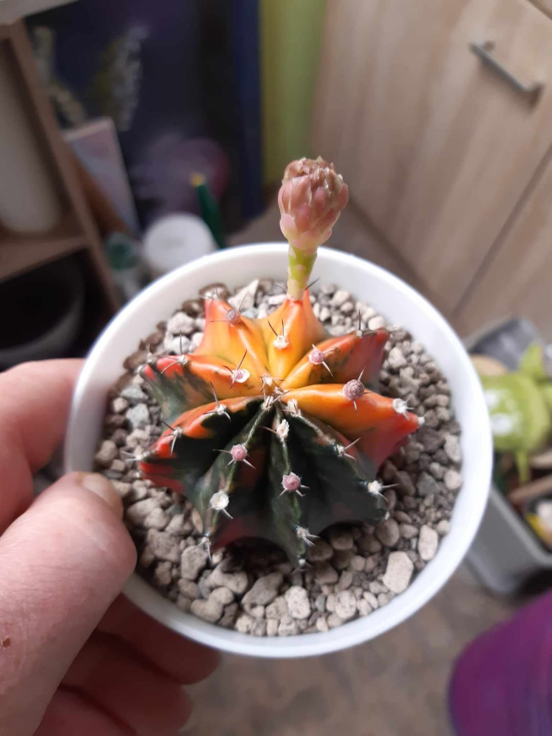 Customer photo review of Gymnocalycium Mihanovichii Variegata (Kaktus)