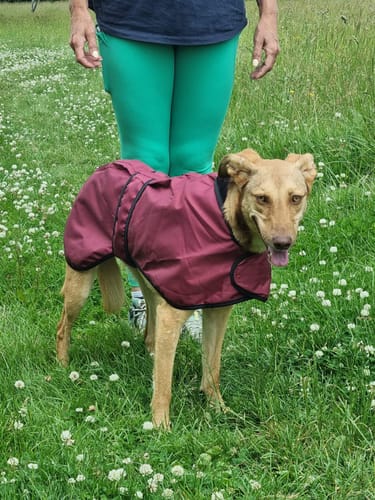 Customer photo review of Regna - Lightweight Summer Sighthound Coat with Harness Hole Zip