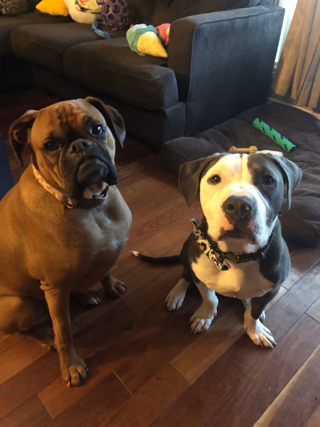 Customer photo review of Snout Screen