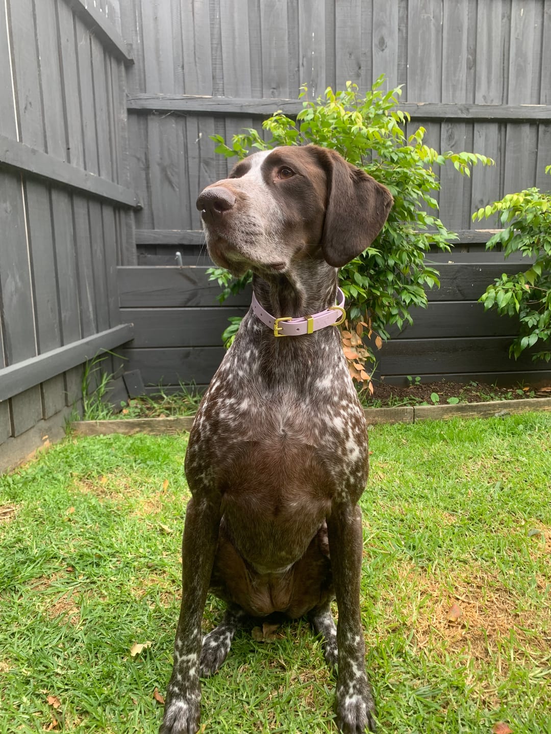 Customer photo review of Classic Buckle Collar - Waterproof BioThane® Custom Dog Collar