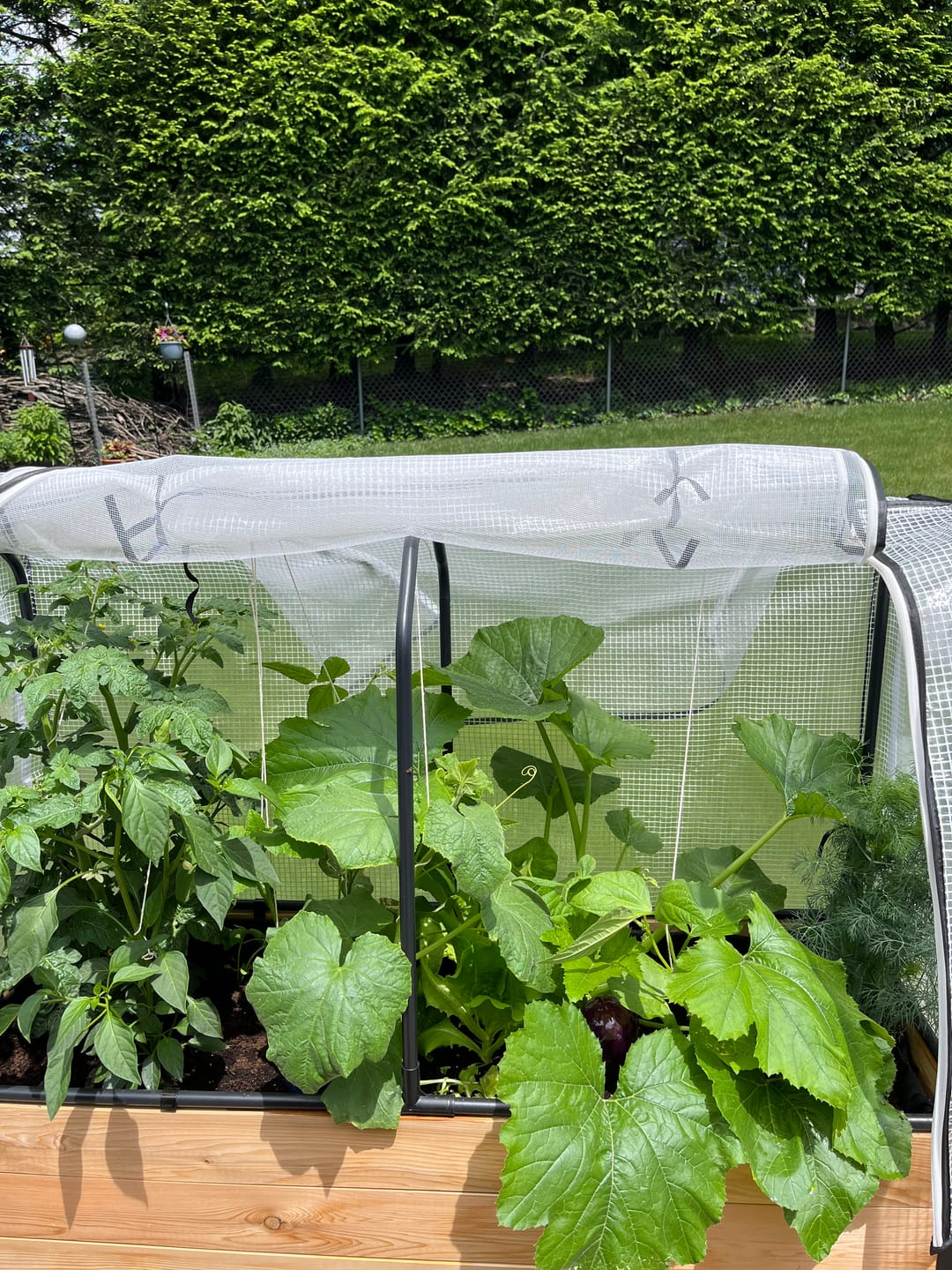 Customer photo review of Greenhouse Cover