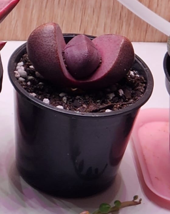 Customer photo review of Pleiospilos nellii 'Royal Flush'