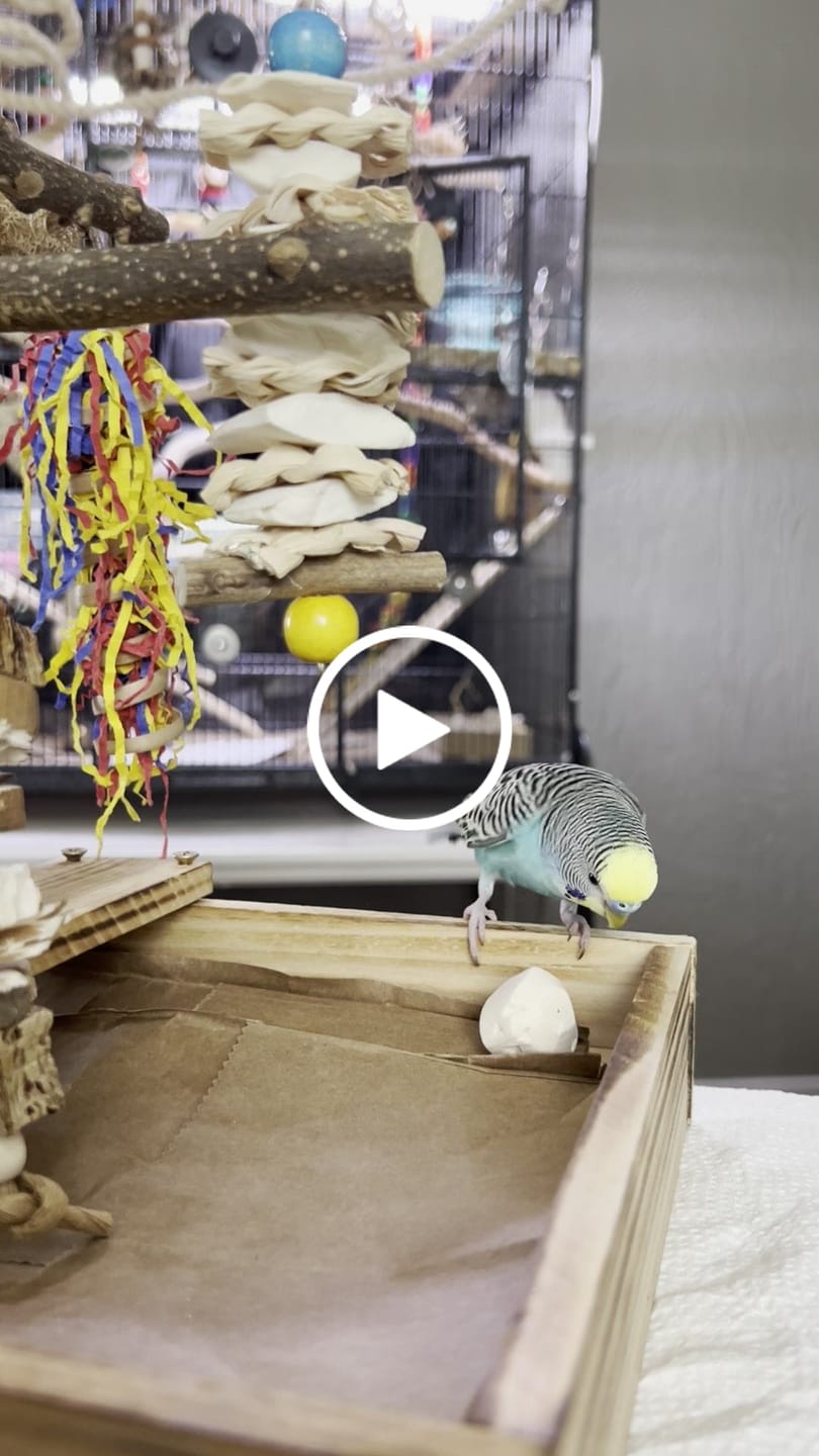 Customer video review of Sola Balls - 10 Pack