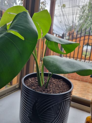 Customer photo review of Monstera Mediana