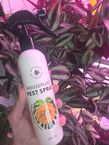 Customer photo review of Houseplant Pest Spray