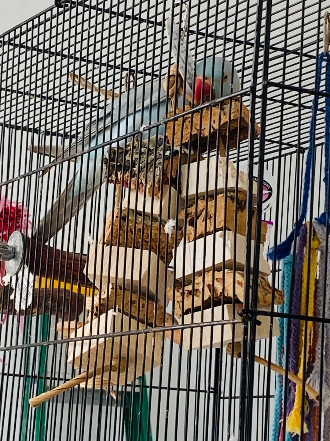 Customer photo review of Balsa & Cork Double Stack by Cheep Thrills Bird Toys