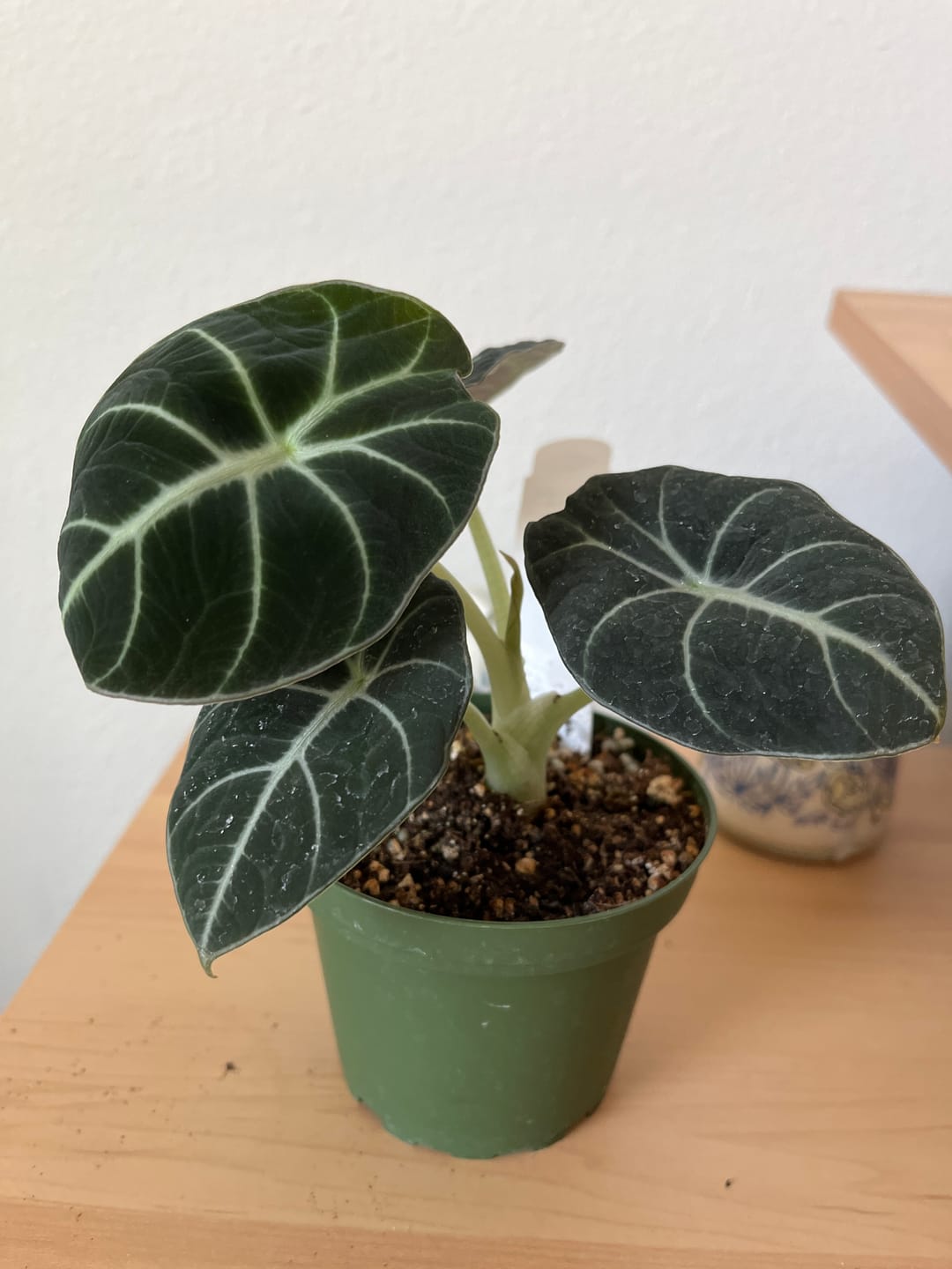 Customer photo review of Alocasia reginula "Black Velvet"