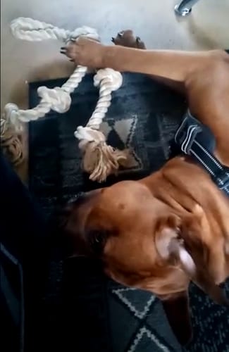 Customer photo review of FIDA Dog Rope Toys
