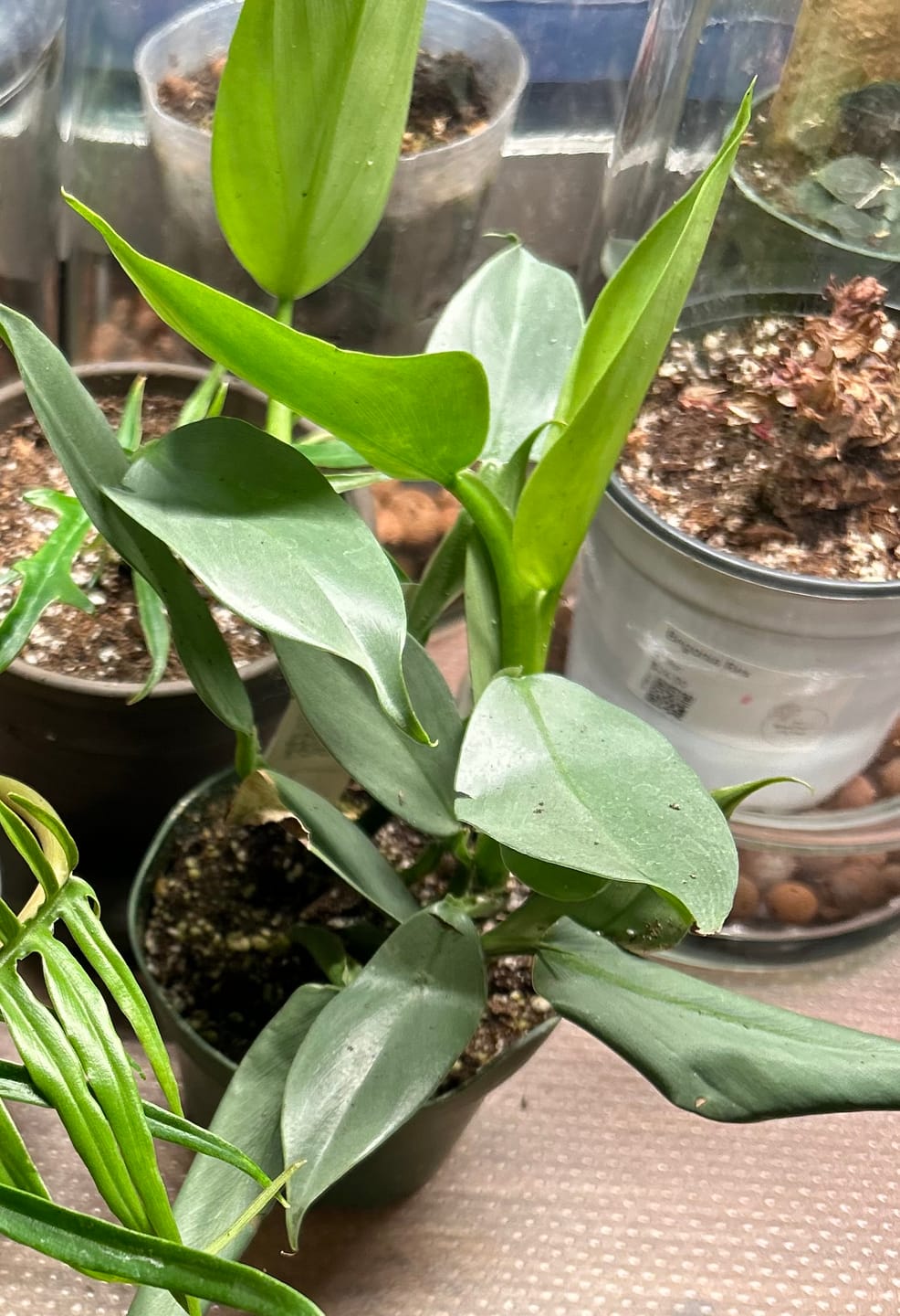 Customer photo review of Philodendron hastatum "Silver Sword"